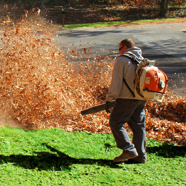 Leaf Removal example 4